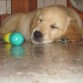 nana una golden retriver de 3 meses